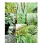 autistic-ferns-120.jpg